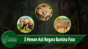 3 Hewan Asli Negara Burkina Faso