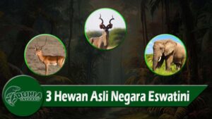 3 Hewan Asli Negara Eswatini