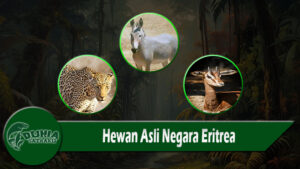 Hewan Asli Negara Eritrea