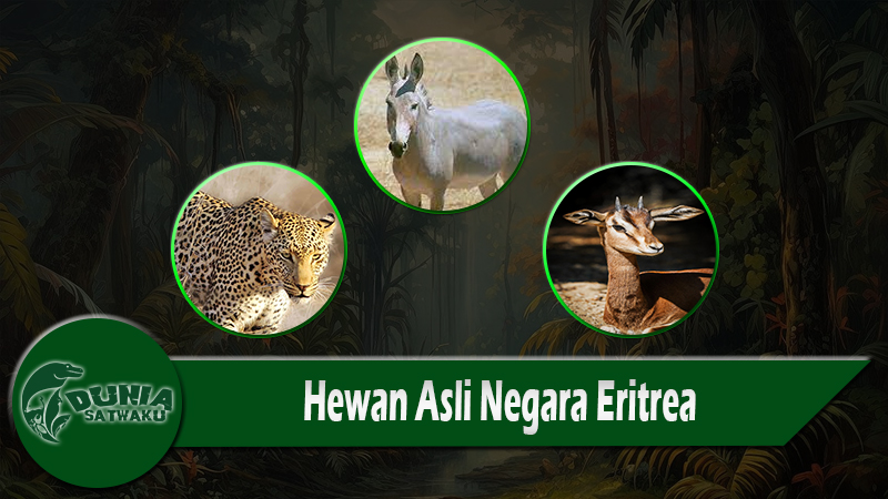 Hewan Asli Negara Eritrea