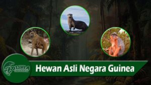 Hewan Asli Negara Guinea