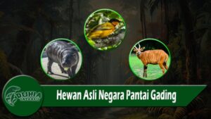 Hewan Asli Negara Pantai Gading