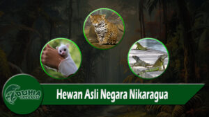 Hewan Asli Negara Nikaragua