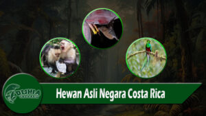 Hewan Asli Negara Costa Rica