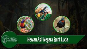 Hewan Asli Negara Saint Lucia